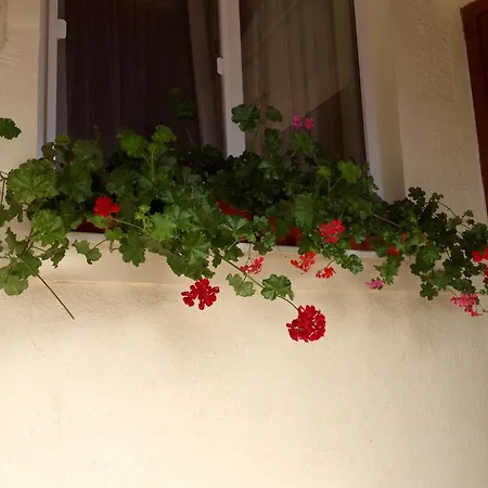 Homestay Casa Timea